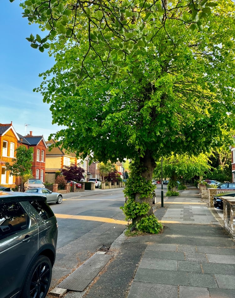Tree lined street in Teddington London Tree lined street in Teddington London